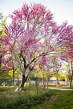 Cercis tree in blossom