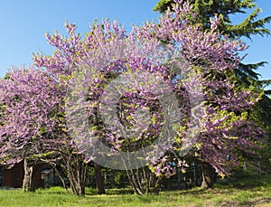 Cercis tree in blossom cercis sililuastrum,