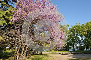 Cercis tree in blossom, cercis sililuastrum, Saints Constantine and Helena resort, Bulgaria.