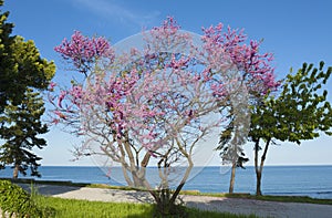 Cercis tree in blossom, cercis sililuastrum,, Saints Constantine and Helena resort, Bulgaria.