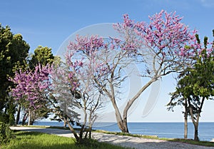 Cercis tree in blossom - cercis sililuastrum, Saints Constantine and Helena resort, Bulgaria.