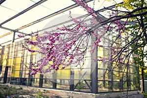 Cercis tree in full blossom