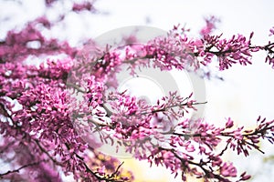 Cercis tree in full blossom