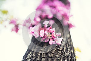 Cercis tree in full blossom- flowers detail