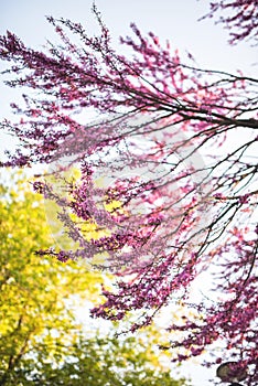 Cercis tree in full blossom