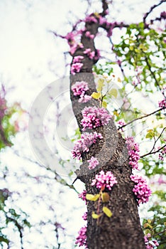 Cercis tree trunk in full blossom