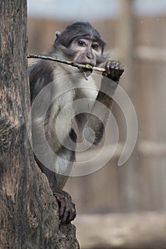 Cercocebus atys monkey