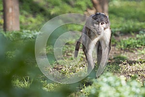 Cercocebus atys monkey