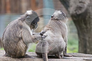 Cercocebus atys monkey