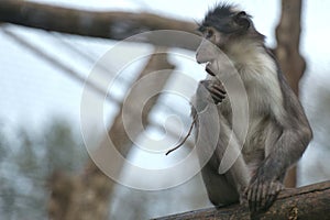 Cercocebus atys monkey