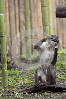 Cercocebus atys monkey