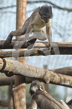 Cercocebus atys monkey