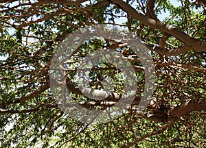 Cercomela melanura on the tree