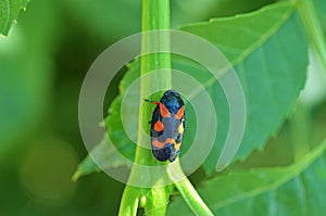 Cercopis Red and Black Froghopper , Cercopidae