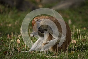 Cercopithecini hairy animal monkey on green grass in sunny evening photo