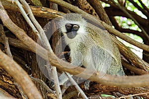 Cercopithecus Aethiops