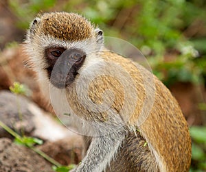 Cercopithecus Aethiops Vervet monkey