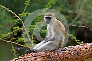 Cercopithecus Aethiops Vervet monkey