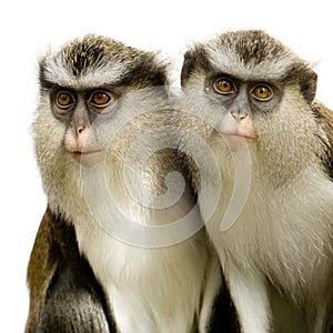 Cercopitheque Mone - Cercopithecus mona