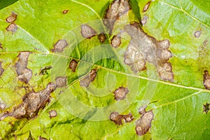 Cercospora leaf spot