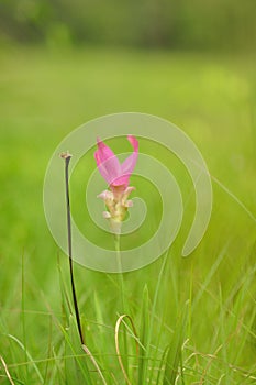 Cercuma alismatifolia Gagnep