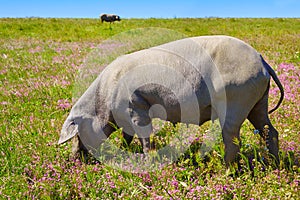 Cerdo iberico iberian pork in Dehesa Spain photo