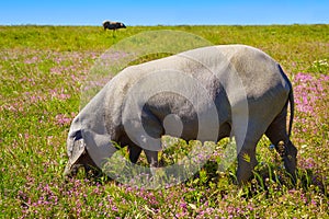 Cerdo iberico iberian pork in Dehesa Spain photo