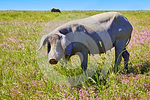 Cerdo iberico iberian pork in Dehesa Spain photo