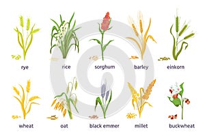 Cereal agricultural plants, crop spikes, ears and grains. Farming millet, wheat, sorghum, rice, barley and oat spikelets