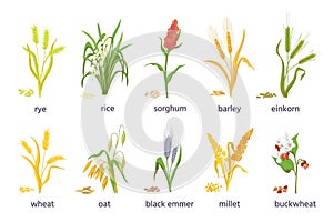 Cereal agricultural plants, crop spikes, ears and grains. Farming millet, wheat, sorghum, rice, barley and oat spikelets and seed