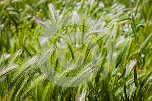 Cereal crop