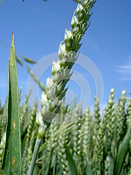 Cereal Crops photo