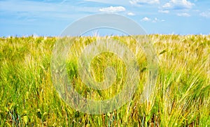 Cereal crops in the field, sunny day