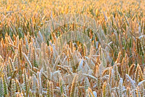 Cereal crops