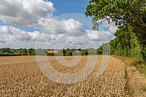 Cereal Crops in Suffolk