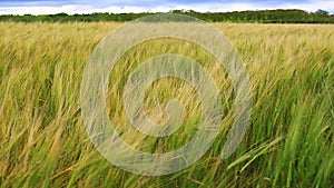 The cereal crops swing from side to side in the rush of a fresh breeze, Bright green play under the sun