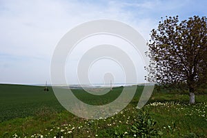 Cereal cultivation in Dobrogea