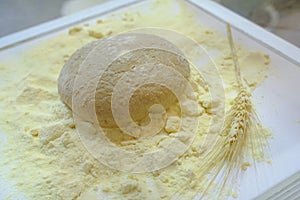 Cereal dough across the flour with a piece of grain plant for baking close-up. Baking, bakery