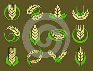 Cereal ears and grains agriculture industry or logo badge design food illustration organic natural symbol