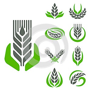 Cereal ears and grains agriculture industry or logo badge design vector food illustration organic natural symbol