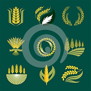 Cereal ears and grains agriculture industry or logo badge design vector food illustration organic natural symbol