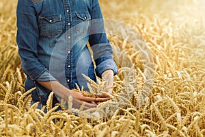 cereal farming - woman farmer in golden wheat crop field