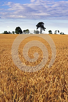 Cereal field.