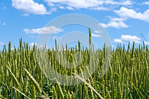 Cereal Field Agricultural Background