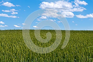Cereal Field Agricultural Background
