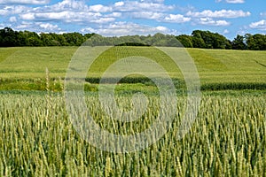 Cereal Field Agricultural Background