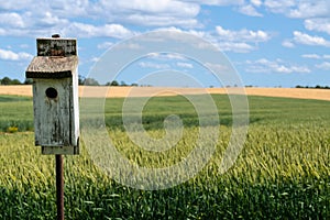 Cereal Field Agricultural Background with Birdhouse