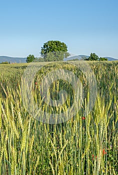 Cereal field, barley,  Organic, natural growing, with flowers, - an unsual, beautiful sight in contrast to monotony of the usually photo