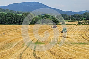 Cereal field covered with yellow stubble