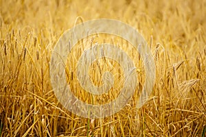 Ears of golden wheat and barley close up. Background of ripening ears